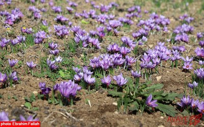 برداشت زعفران در روستای بندرج دودانگه ی ساری