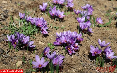 برداشت زعفران در روستای بندرج دودانگه ی ساری