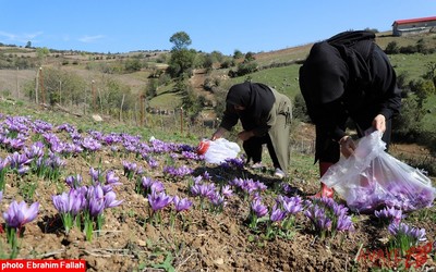 برداشت زعفران در روستای بندرج دودانگه ی ساری