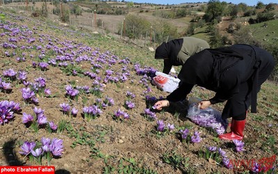 برداشت زعفران در روستای بندرج دودانگه ی ساری