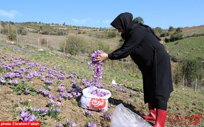 برداشت زعفران در روستای بندرج دودانگه ی ساری