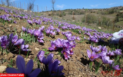 برداشت زعفران در روستای بندرج دودانگه ی ساری