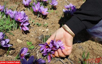 برداشت زعفران در روستای بندرج دودانگه ی ساری