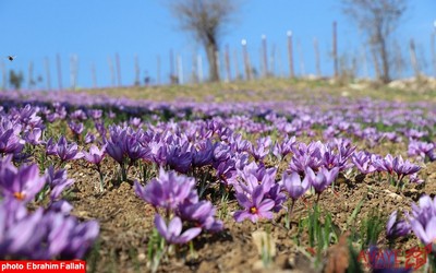 برداشت زعفران در روستای بندرج دودانگه ی ساری