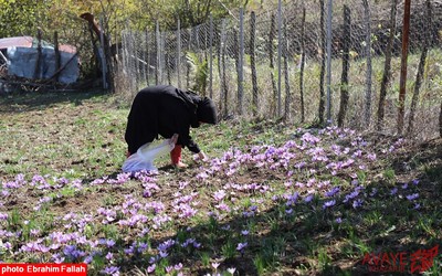 برداشت زعفران در روستای بندرج دودانگه ی ساری