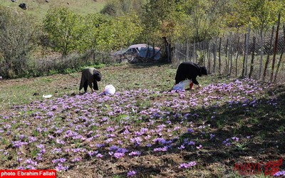 برداشت زعفران در روستای بندرج دودانگه ی ساری