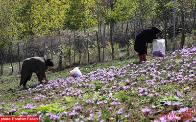 برداشت زعفران در روستای بندرج دودانگه ی ساری