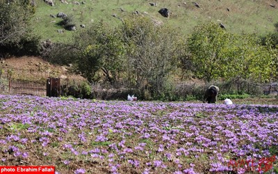 برداشت زعفران در روستای بندرج دودانگه ی ساری