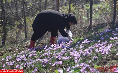 برداشت زعفران در روستای بندرج دودانگه ی ساری