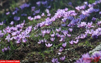 برداشت زعفران در روستای بندرج دودانگه ی ساری