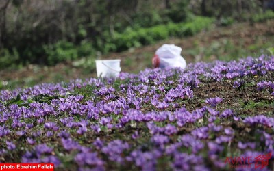 برداشت زعفران در روستای بندرج دودانگه ی ساری