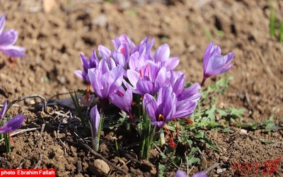 برداشت زعفران در روستای بندرج دودانگه ی ساری