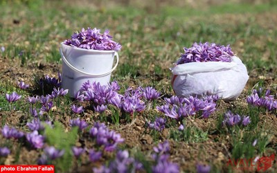 برداشت زعفران در روستای بندرج دودانگه ی ساری