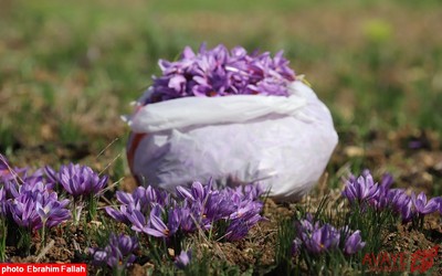 برداشت زعفران در روستای بندرج دودانگه ی ساری