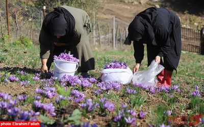 برداشت زعفران در روستای بندرج دودانگه ی ساری