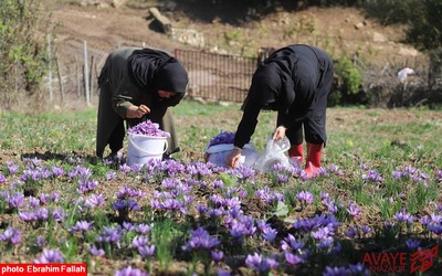 برداشت زعفران در روستای بندرج دودانگه ی ساری