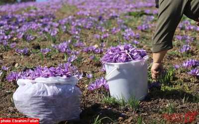 برداشت زعفران در روستای بندرج دودانگه ی ساری