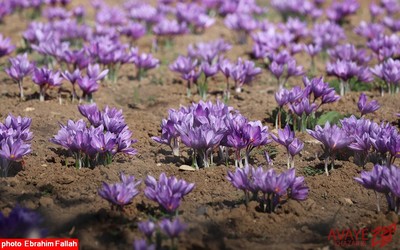 برداشت زعفران در روستای بندرج دودانگه ی ساری