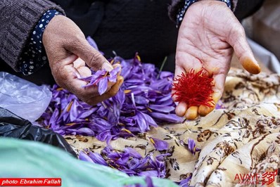 برداشت زعفران در روستای بندرج دودانگه ی ساری