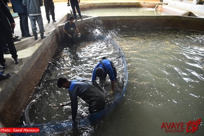سفر نیم روزه استاندار مازندران به مهد کشتی ایران