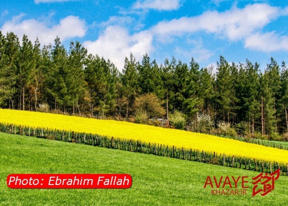 مزارع کلزا جاذبه‌ای نو در گردشگری مازندران