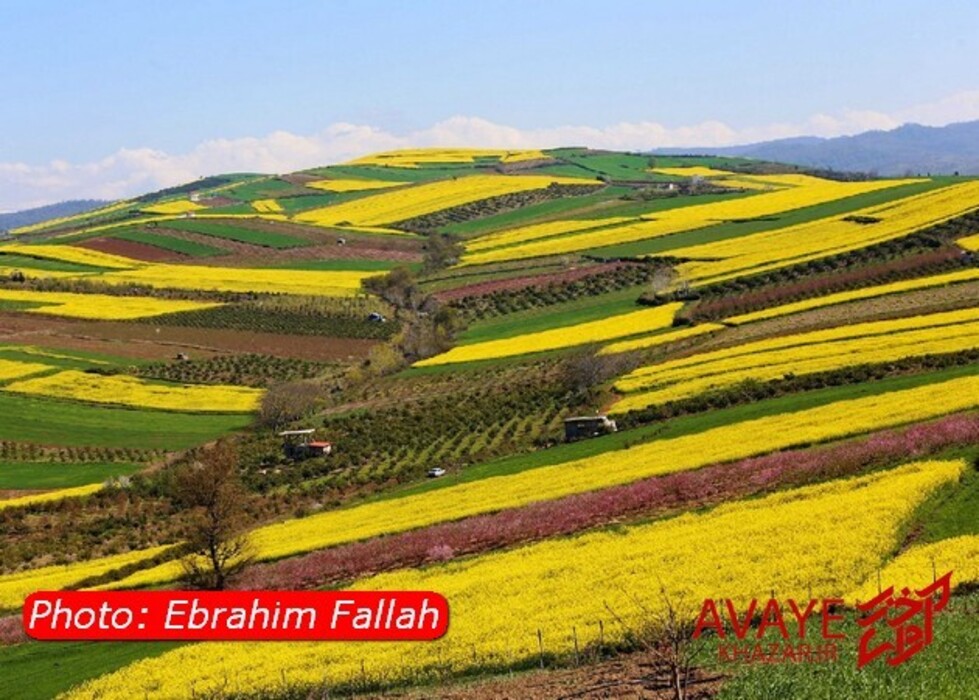 مزارع کلزا جاذبه‌ای نو در گردشگری مازندران