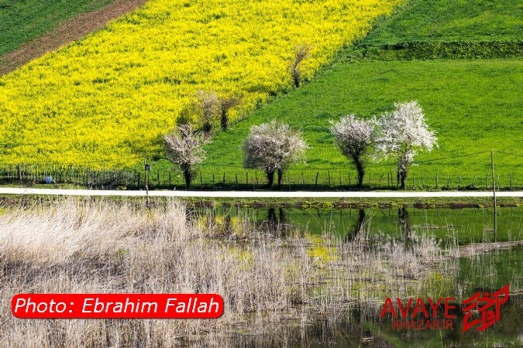 مزارع کلزا جاذبه‌ای نو در گردشگری مازندران