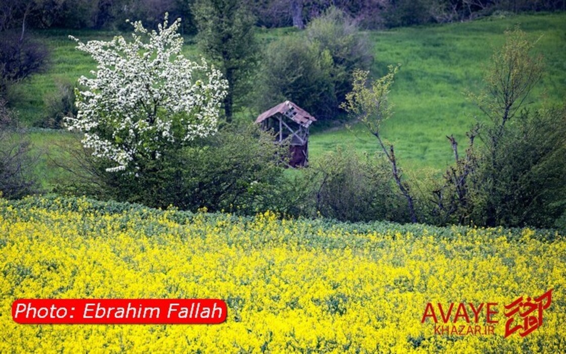 مزارع کلزا جاذبه‌ای نو در گردشگری مازندران