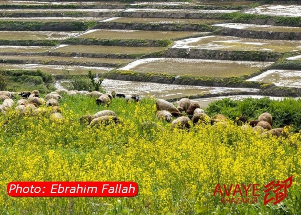 مزارع کلزا جاذبه‌ای نو در گردشگری مازندران