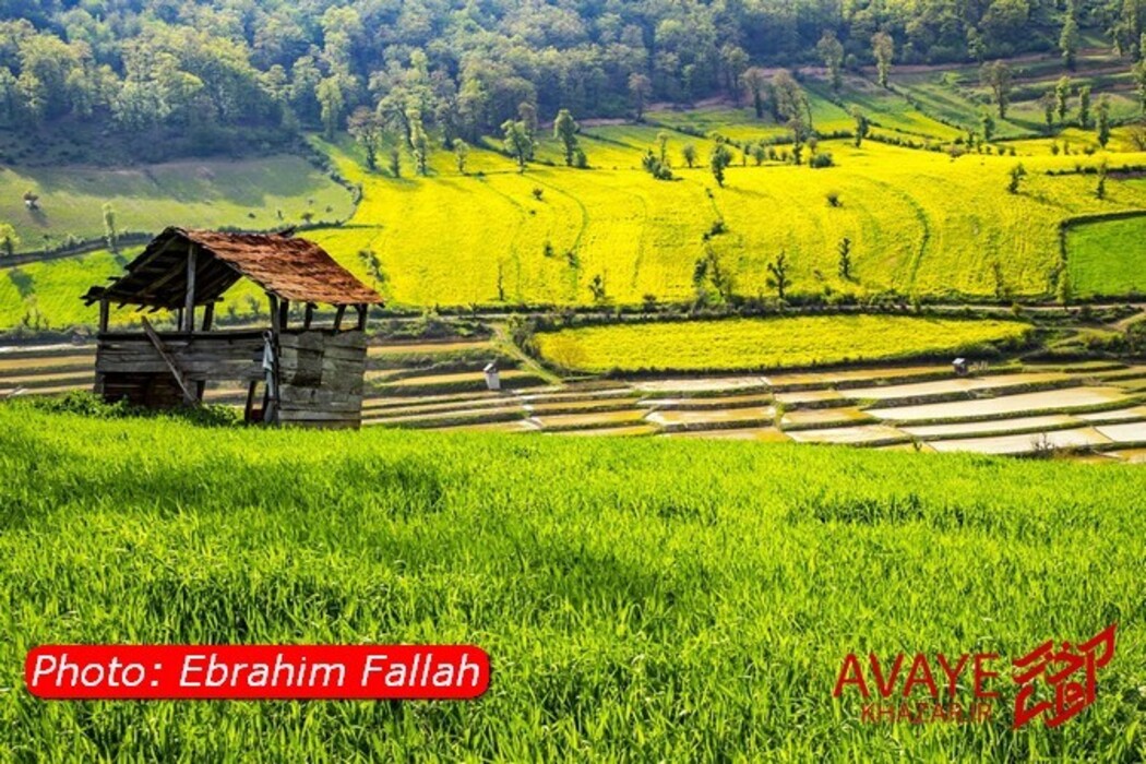 مزارع کلزا جاذبه‌ای نو در گردشگری مازندران