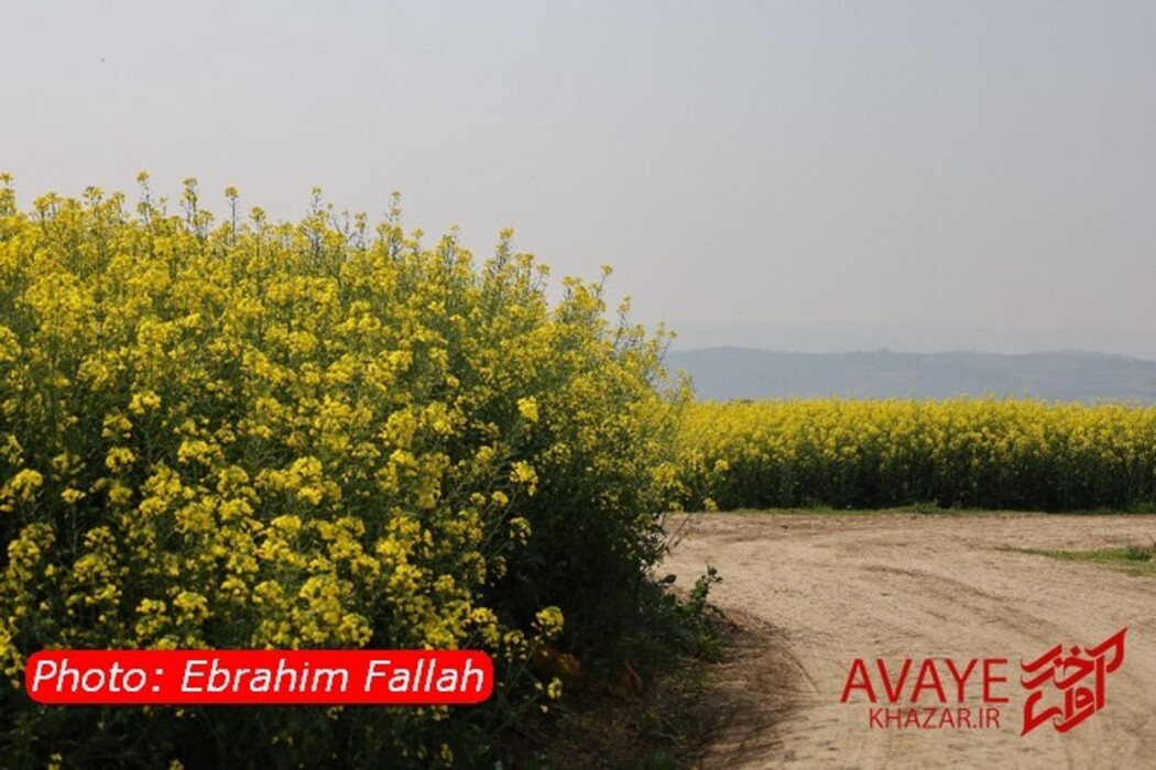 مزارع کلزا جاذبه‌ای نو در گردشگری مازندران