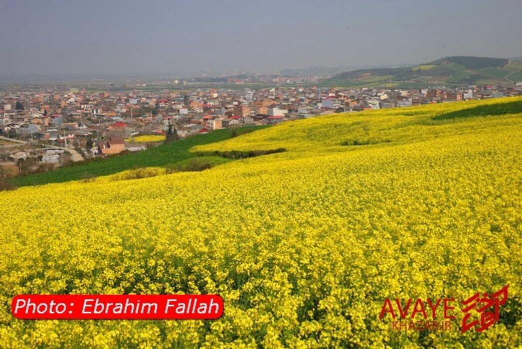 مزارع کلزا جاذبه‌ای نو در گردشگری مازندران