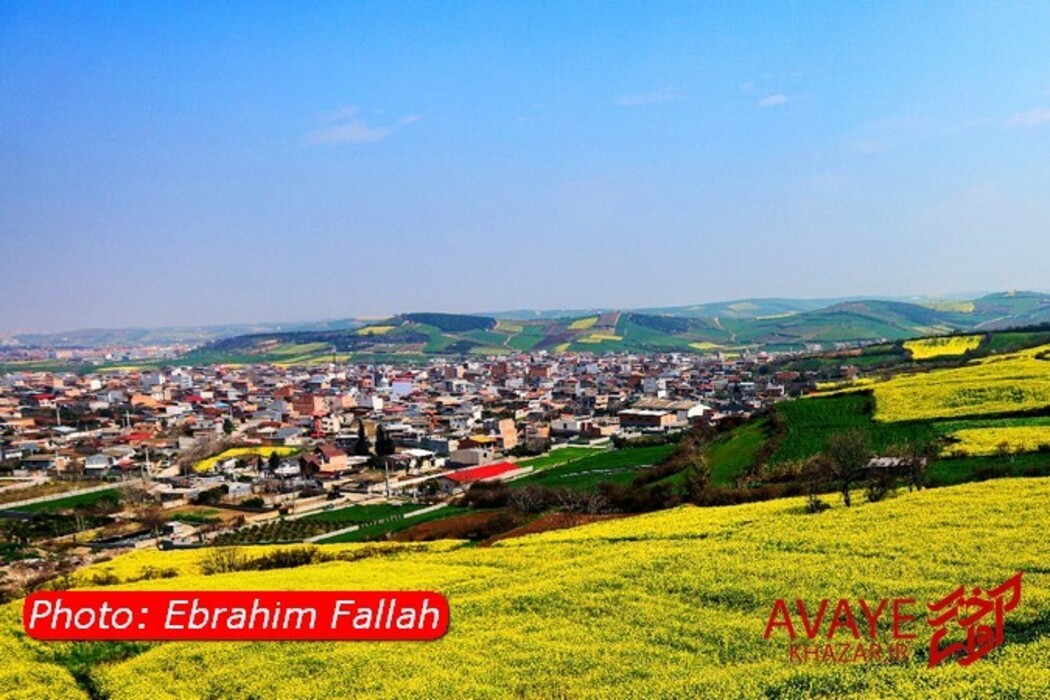 مزارع کلزا جاذبه‌ای نو در گردشگری مازندران