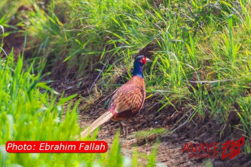 مزارع کلزا جاذبه‌ای نو در گردشگری مازندران