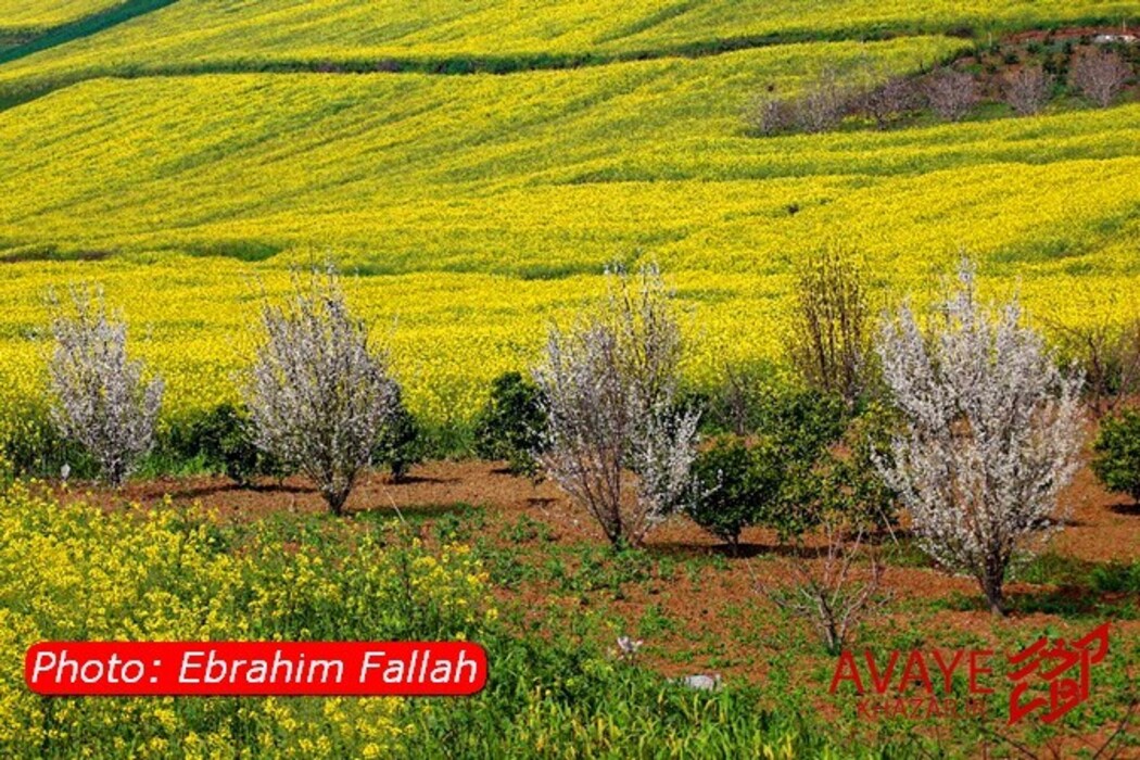 مزارع کلزا جاذبه‌ای نو در گردشگری مازندران