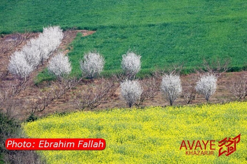 مزارع کلزا جاذبه‌ای نو در گردشگری مازندران