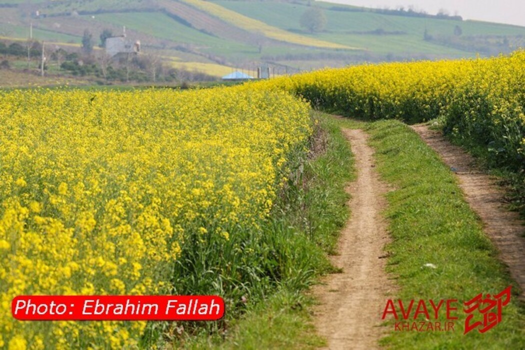 مزارع کلزا جاذبه‌ای نو در گردشگری مازندران