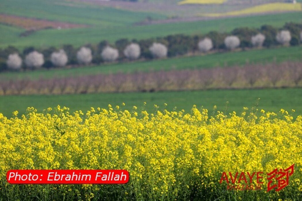 مزارع کلزا جاذبه‌ای نو در گردشگری مازندران