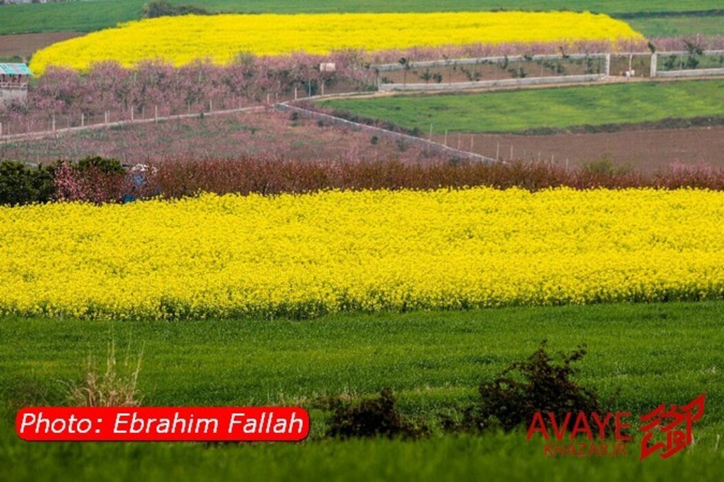 مزارع کلزا جاذبه‌ای نو در گردشگری مازندران