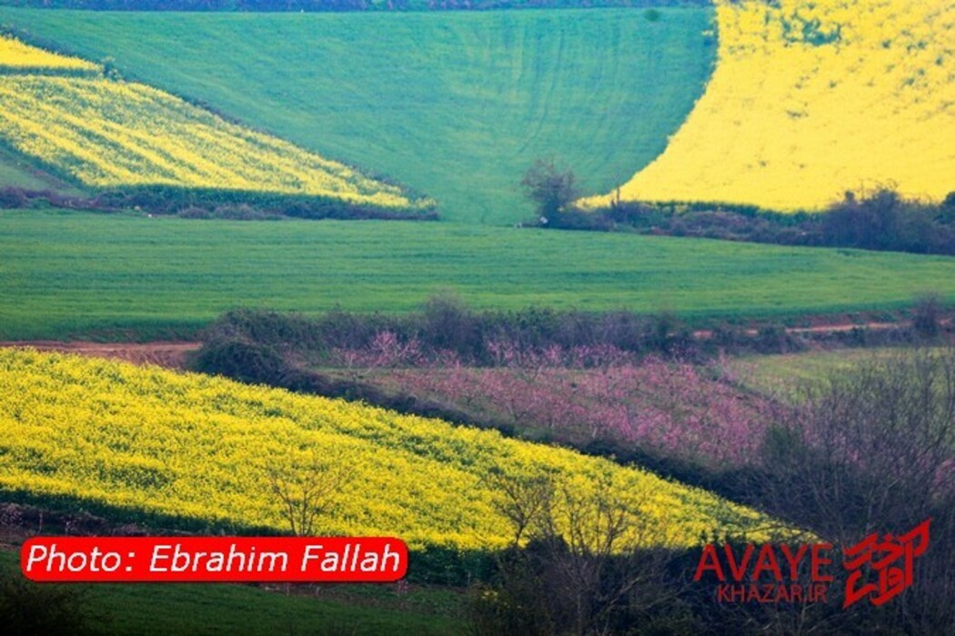 مزارع کلزا جاذبه‌ای نو در گردشگری مازندران