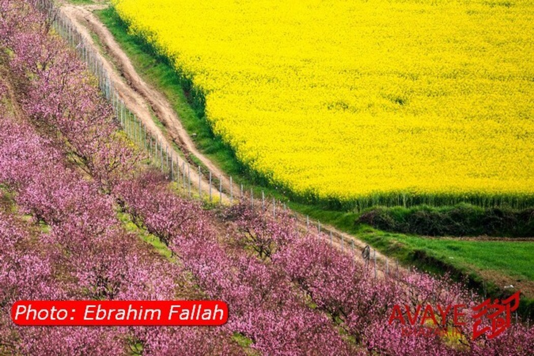 مزارع کلزا جاذبه‌ای نو در گردشگری مازندران