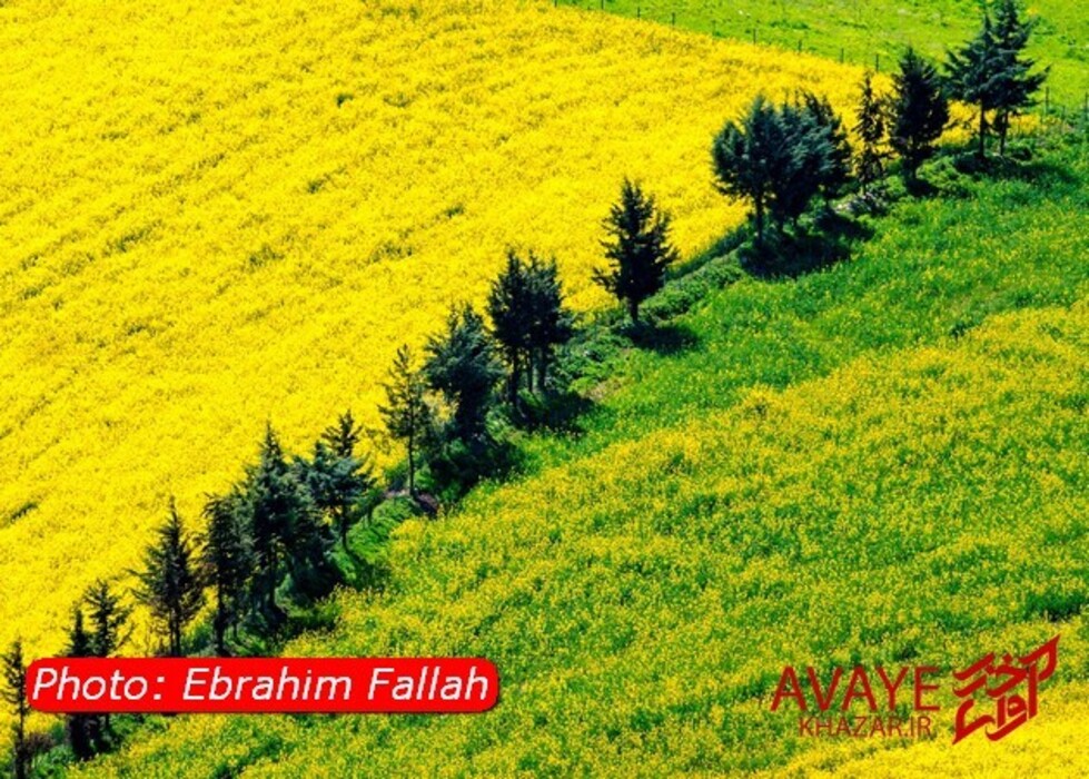 مزارع کلزا جاذبه‌ای نو در گردشگری مازندران