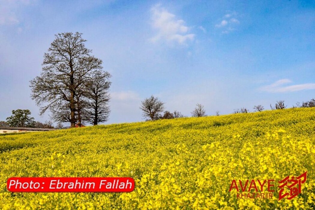 مزارع کلزا جاذبه‌ای نو در گردشگری مازندران