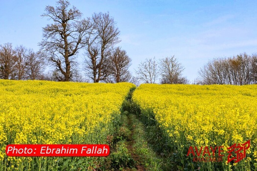 مزارع کلزا جاذبه‌ای نو در گردشگری مازندران