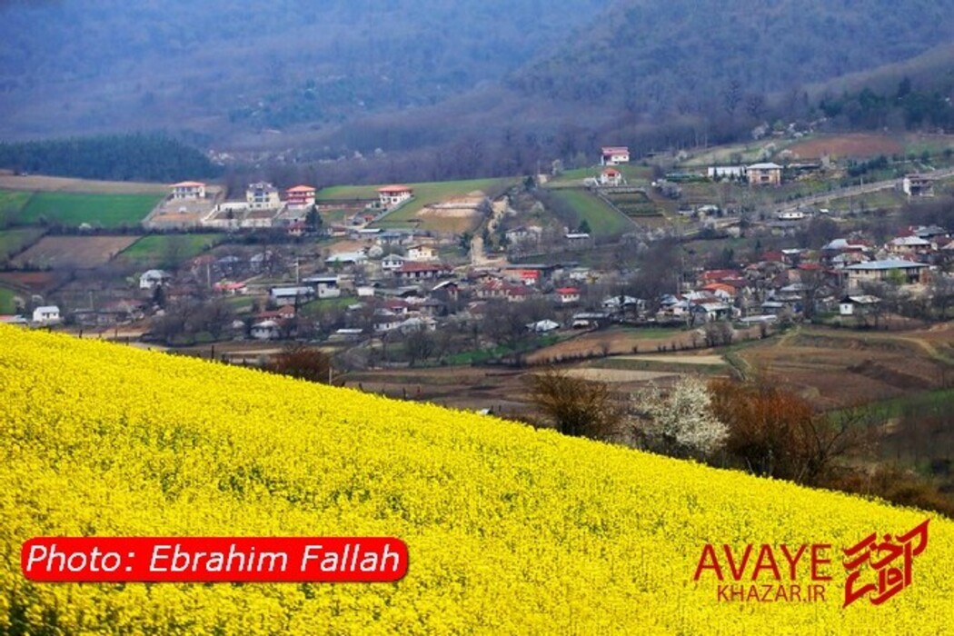 مزارع کلزا جاذبه‌ای نو در گردشگری مازندران