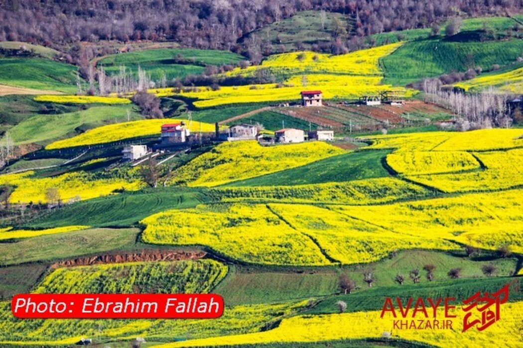 مزارع کلزا جاذبه‌ای نو در گردشگری مازندران