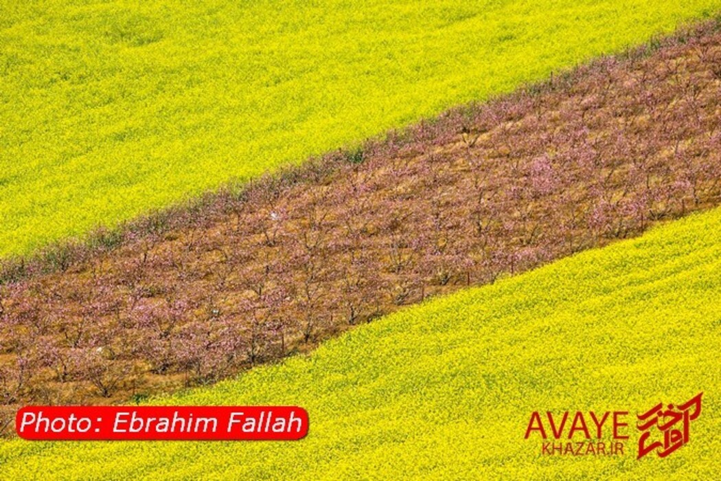 مزارع کلزا جاذبه‌ای نو در گردشگری مازندران
