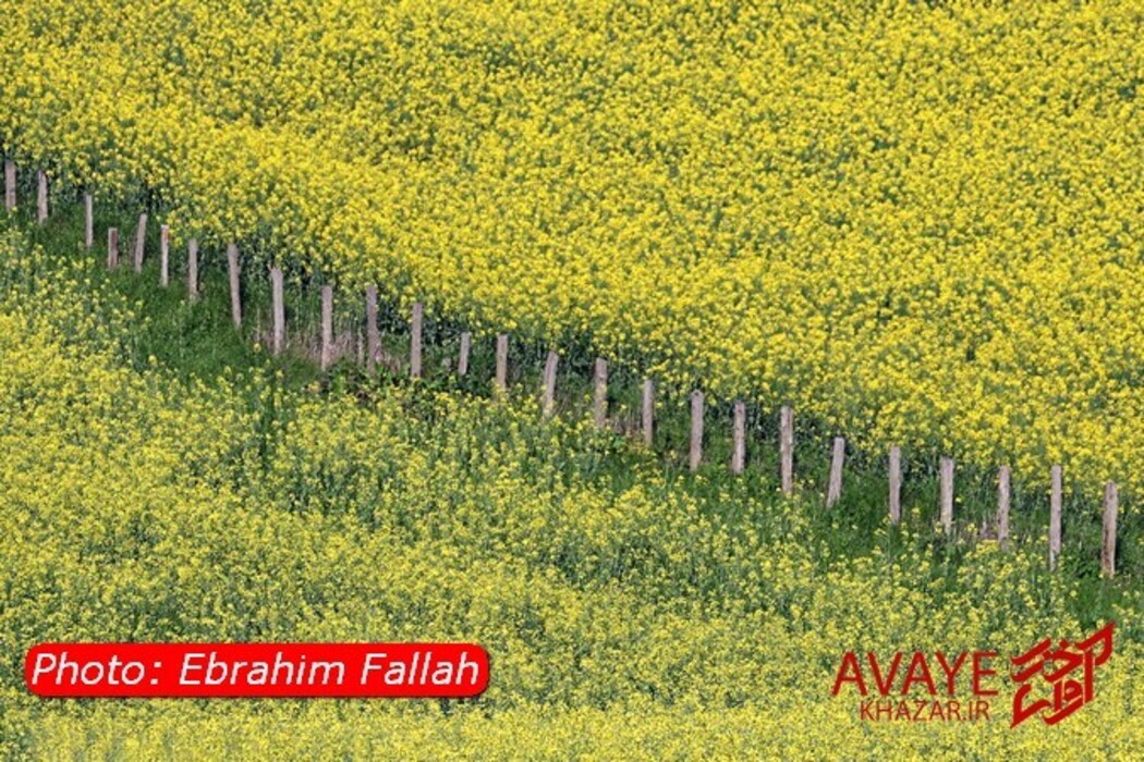 مزارع کلزا جاذبه‌ای نو در گردشگری مازندران