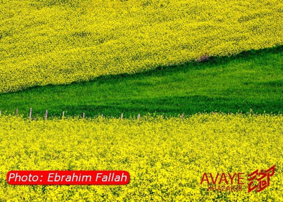 مزارع کلزا جاذبه‌ای نو در گردشگری مازندران