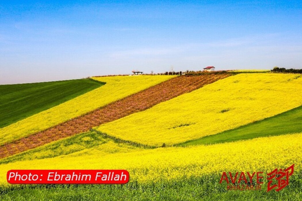 مزارع کلزا جاذبه‌ای نو در گردشگری مازندران
